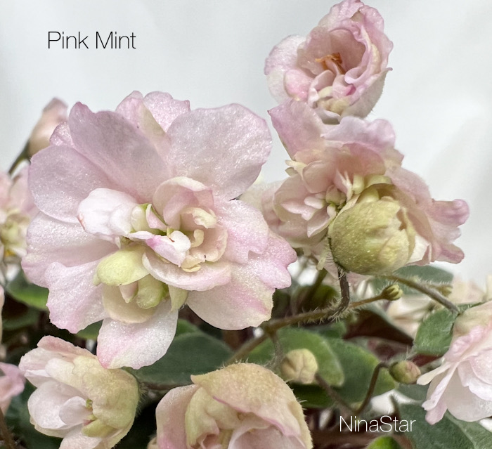 Pink Mint