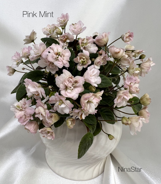 Pink Mint