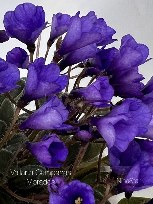 Vallarta Campanas  Morados