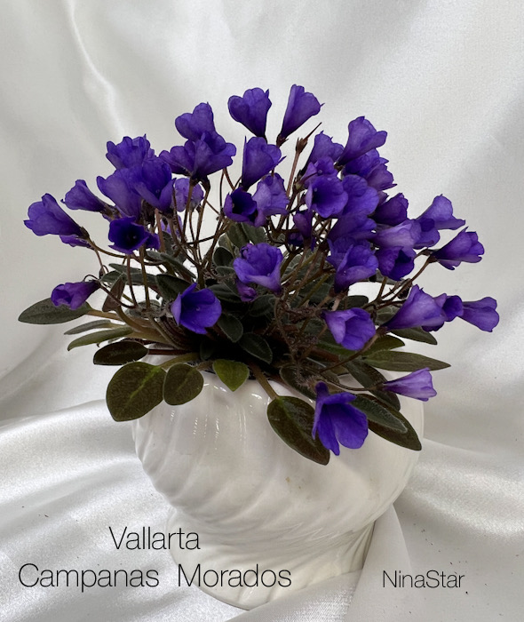 Vallarta Campanas  Morados