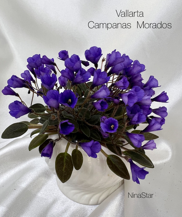 Vallarta Campanas  Morados