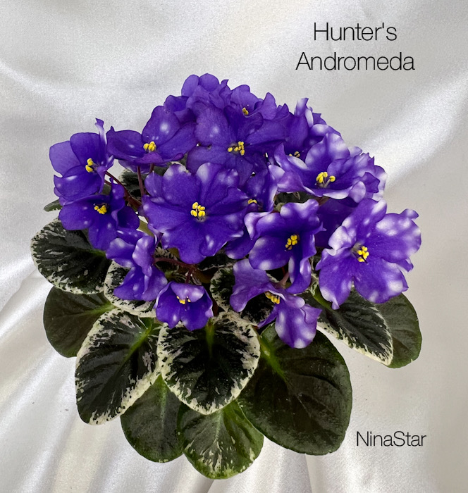 Hunter's Andromeda