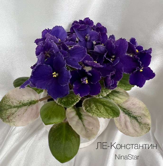 ЛЕ-Константин