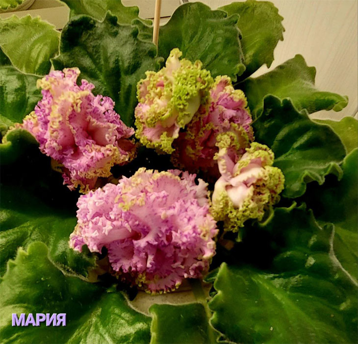 Мария