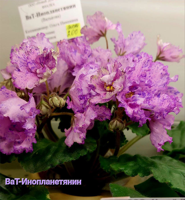 ВаТ-Инопланетянин