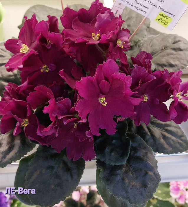 ЛЕ-Вега