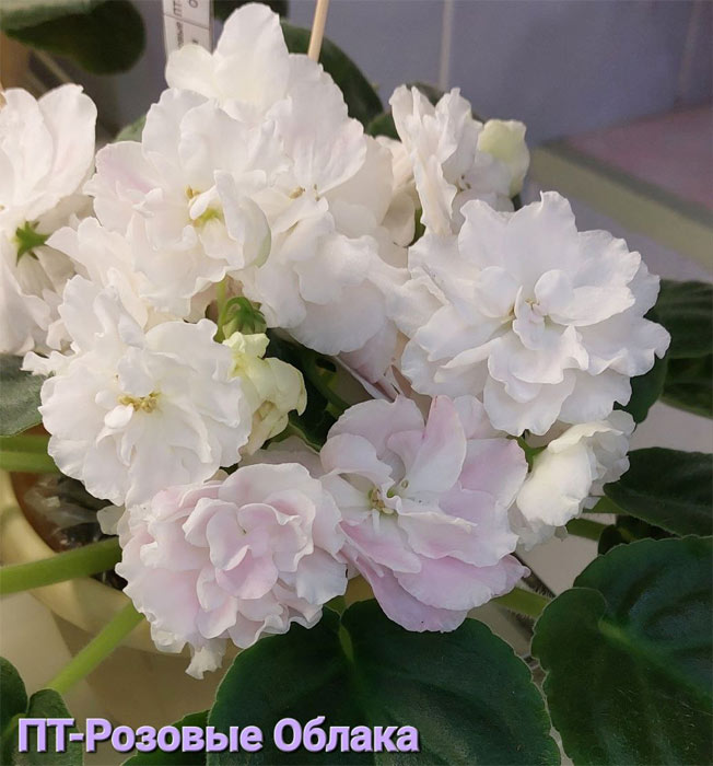 ПТ-Розовые Облака