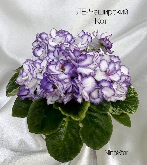 ЛЕ-Чеширский Кот