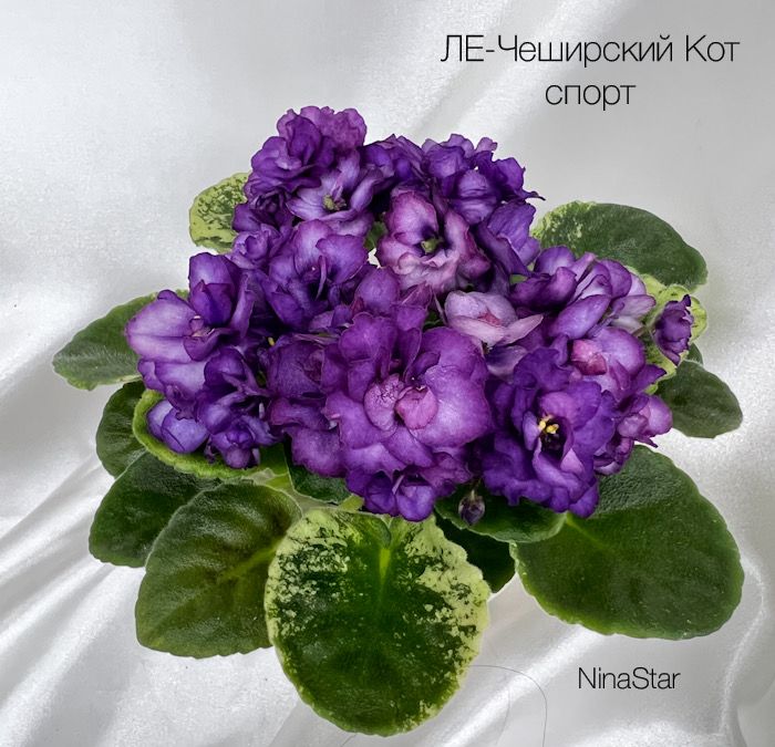 ЛЕ-Чеширский Кот спорт