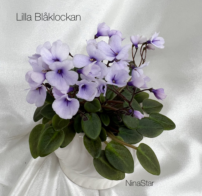 Lilla Blåklockan