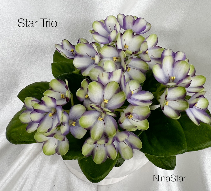 Star Trio
