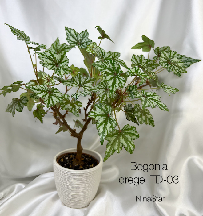 Begonia dregei TD-03
