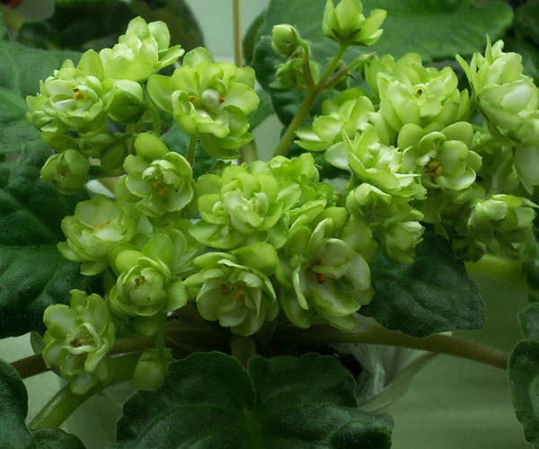 ЛЕ-Купава