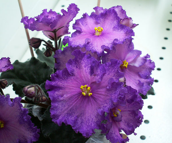 ЛЕ-Акапулько