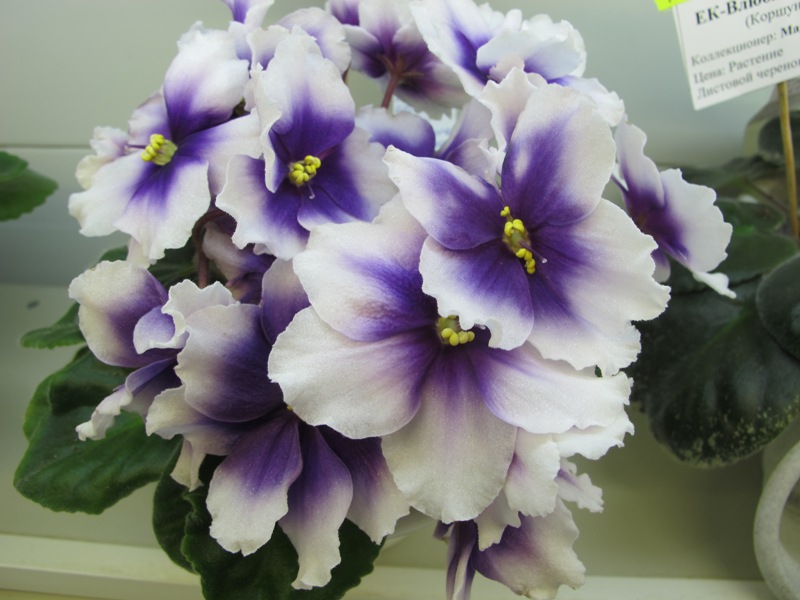 KZ-Барышня Крестьянка (кол. Карпова).JPG