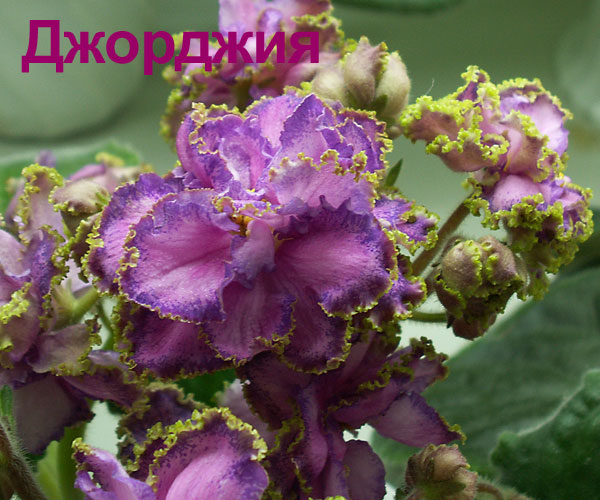 Джорджия