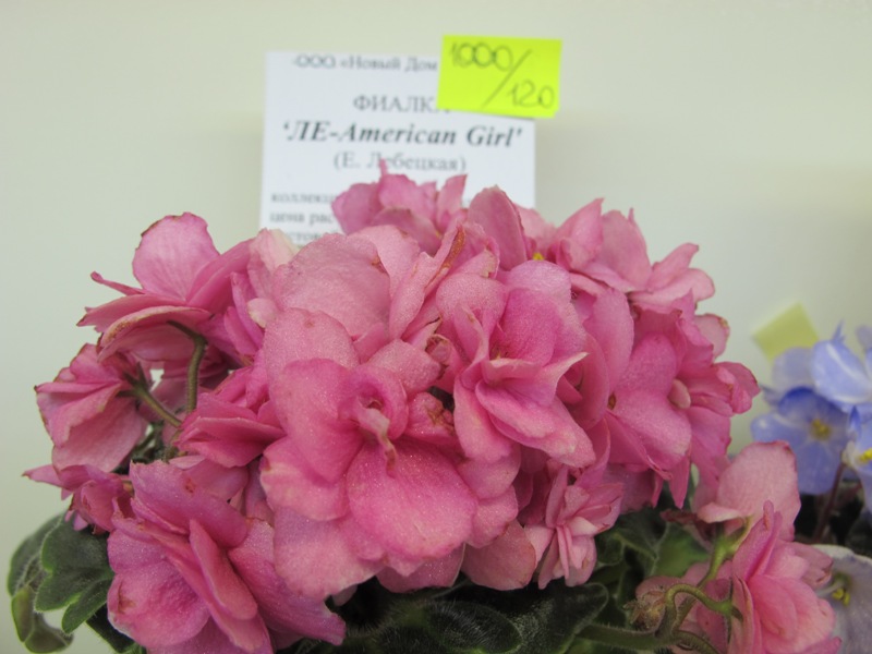 ЛЕ-American Girl (кол. Милехин).JPG