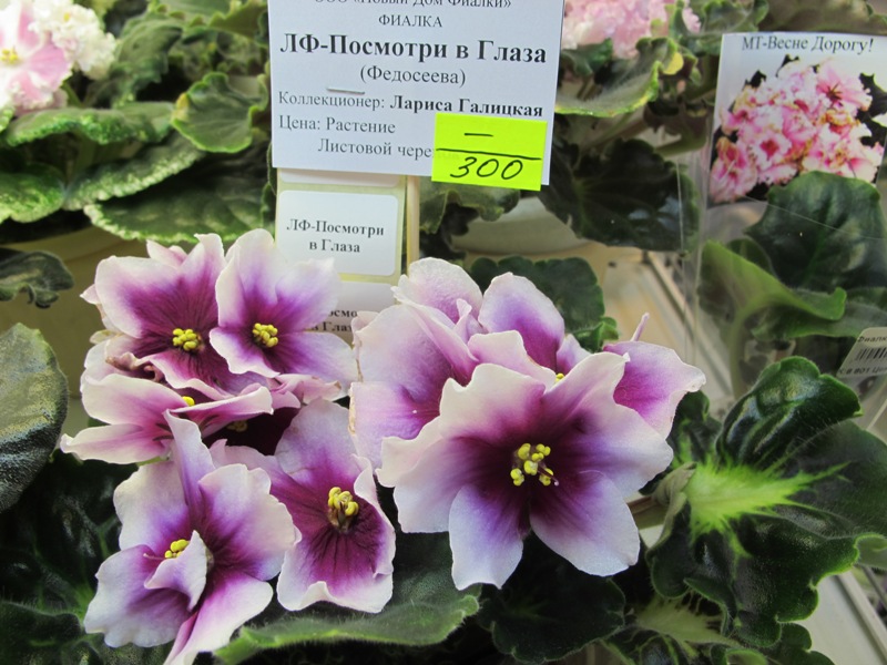 ЛФ-Посмотри в Глаза (кол.Галицкая).JPG