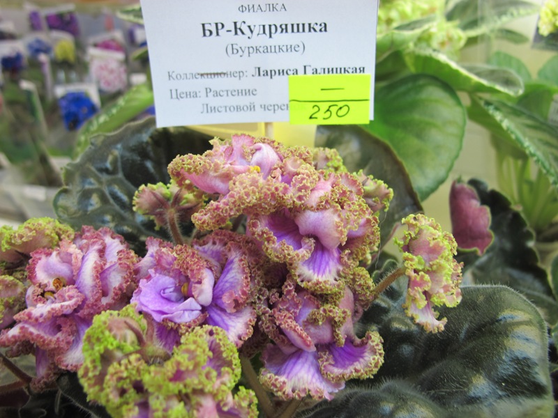 БР-Кудряшка (кол. Галицкая).JPG