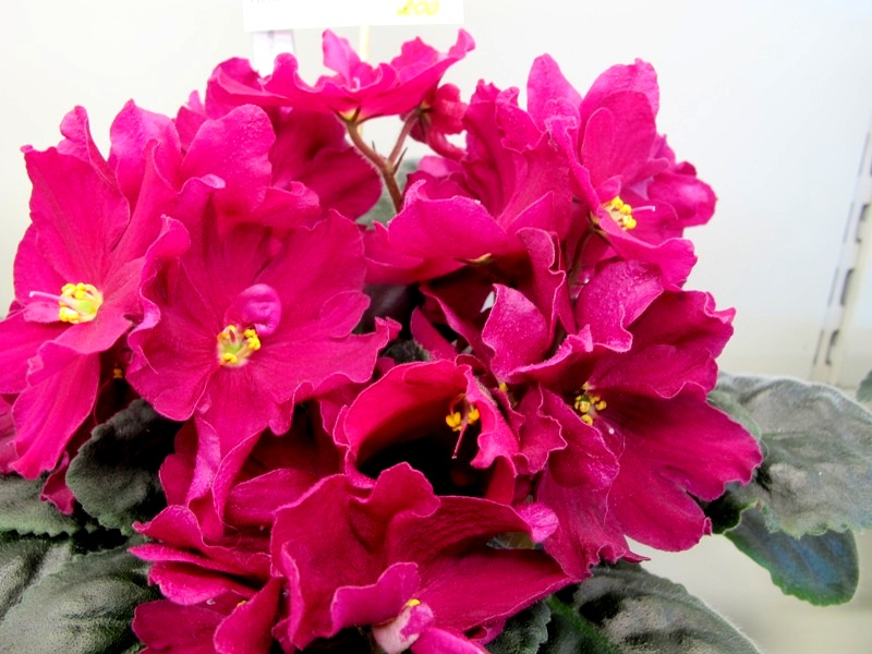 ЛЕ-Вега (кол. Ивашкина).JPG
