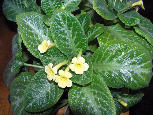 Yellow Mist