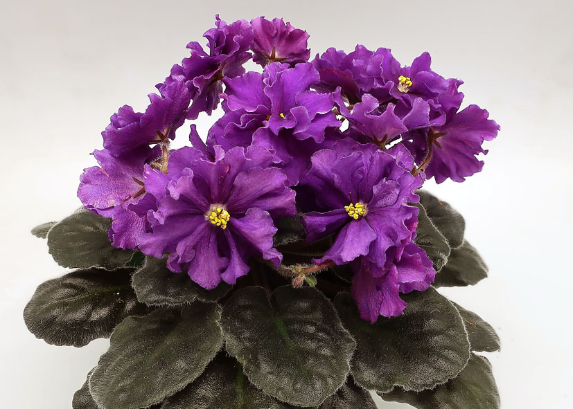 БР-Великан.jpg
