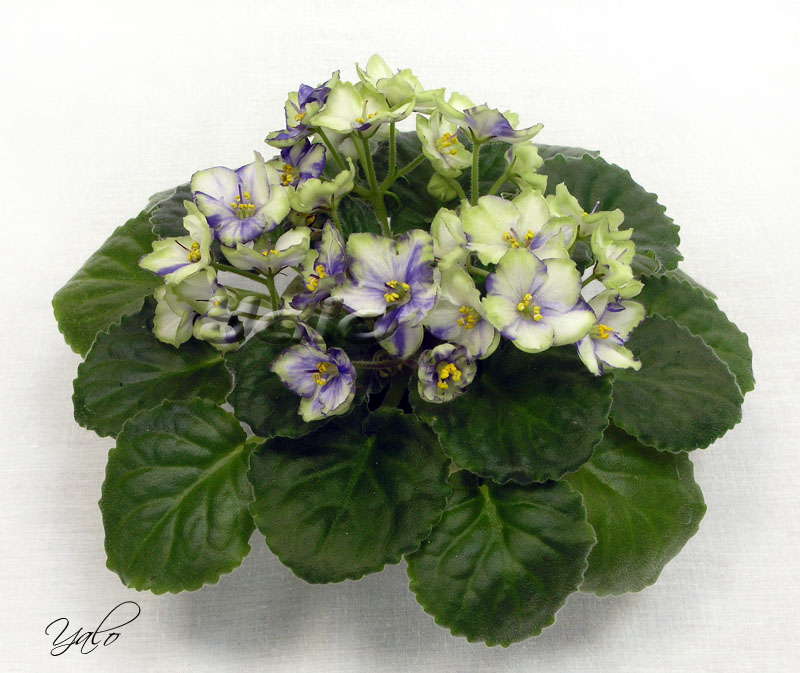 1 место – ДЕО-Тёмный Жемчуг