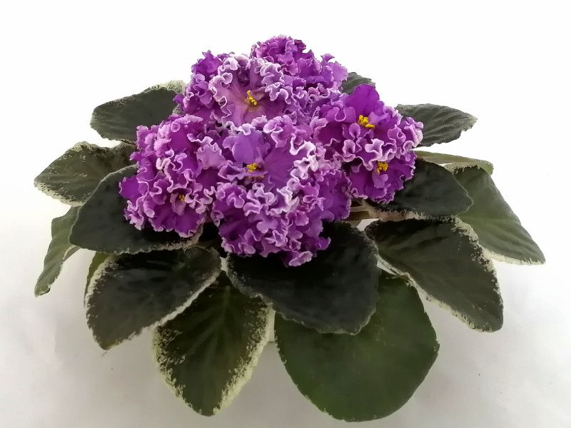 ПТ-Королевич Елисей.jpg