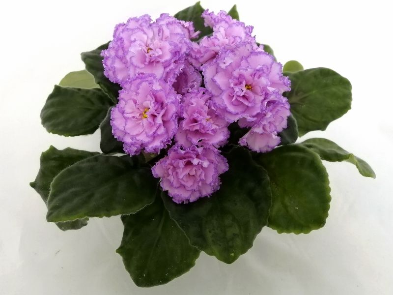 ПТ-Джулия.jpg