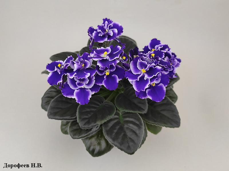 Rhapsodie Cora