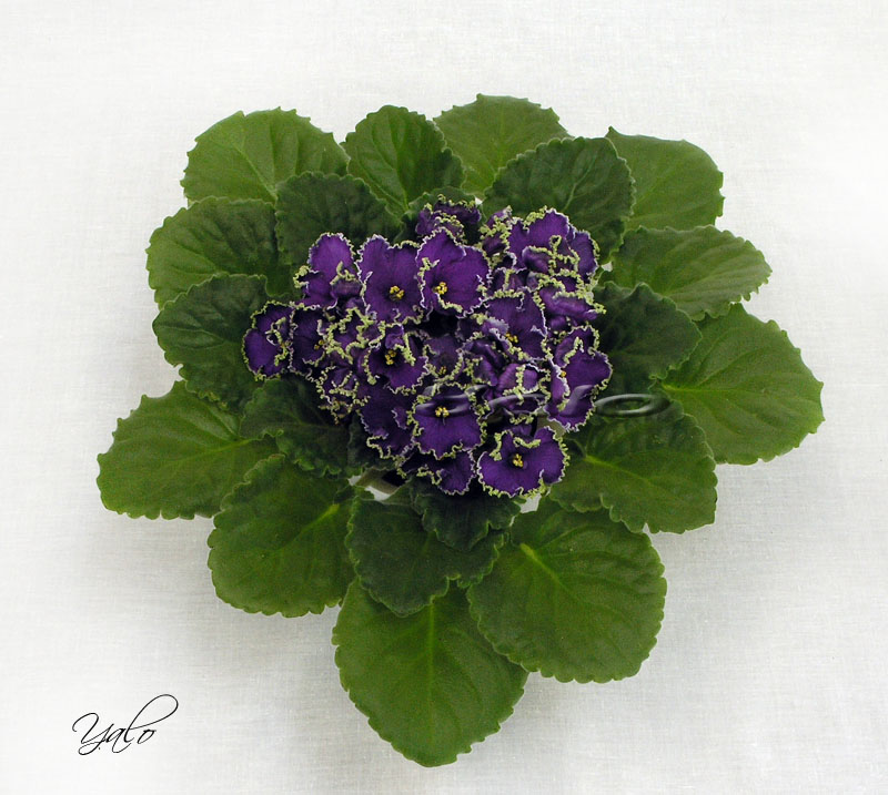 2 место – Emerald Lace (J. Swift), колл. Е. Морозова