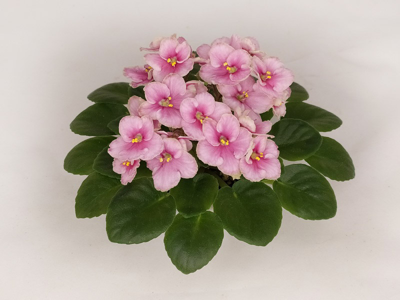 Hunter's Coral Caress.jpg