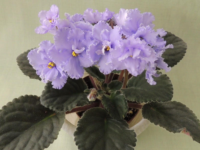 ЛЕ-Эльфийский Сад