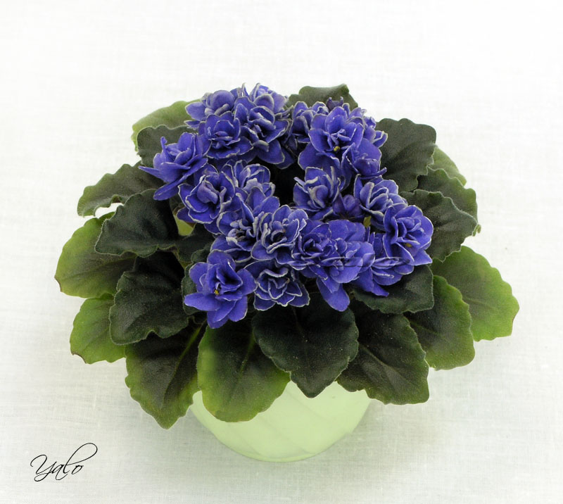 2 место – Ness' Crinkle Blue (D. Ness), колл. Е. Морозова