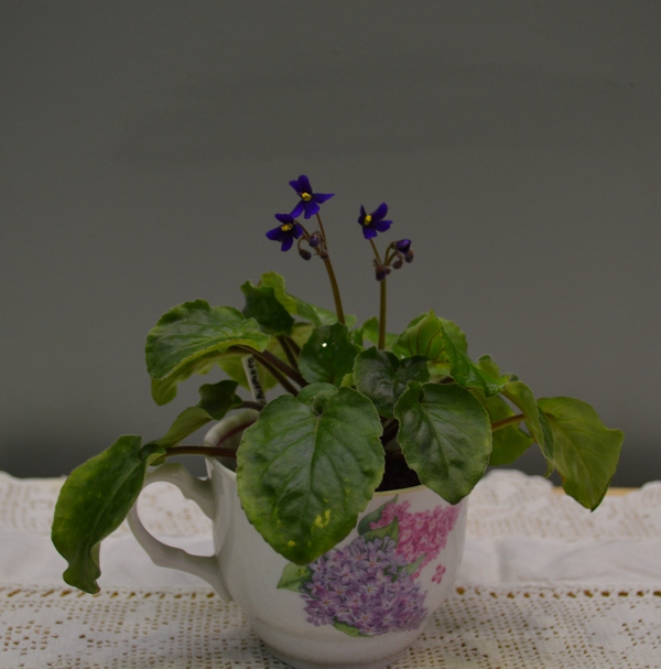 S. clone orbicularis var. purpurea