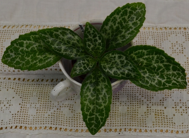 примулина Sinensis Hisako.