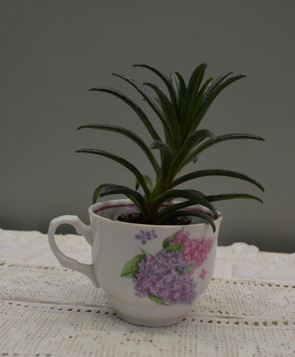 Primulina wentsaii