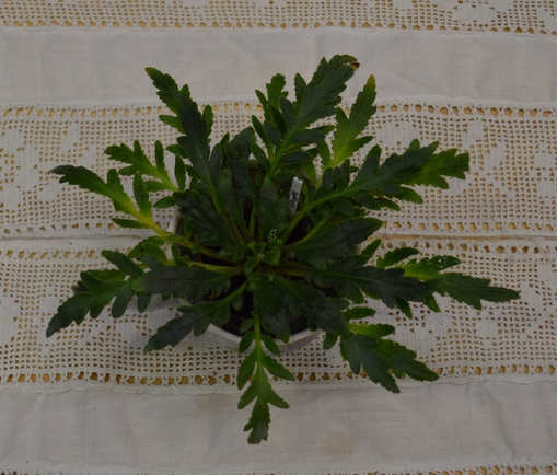 Primulina pinnata