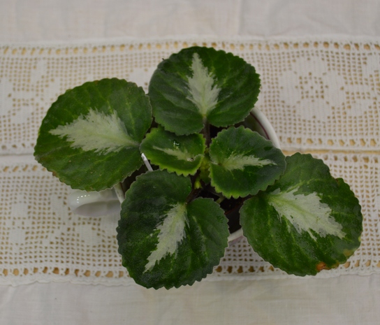 Примулина brassicoides 'Marble Leaf'.