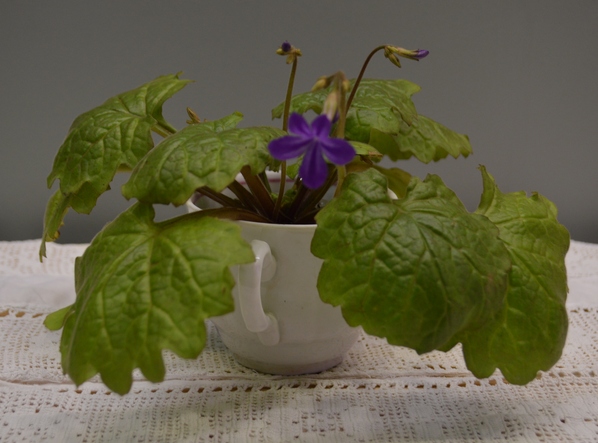 Примулина табачная (Primulina tabacum)