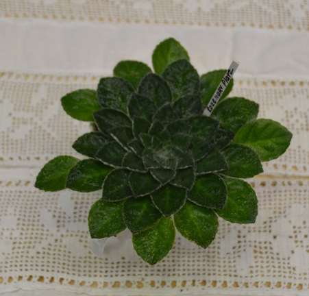 Петрокосмея (Petrocosmea) 'Rosemary Platz' (Tuttle)