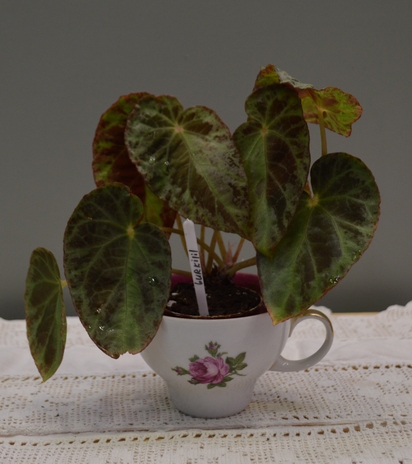 Begonia burkillii