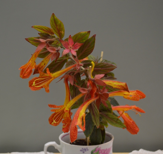 Колумнея Lava Flow