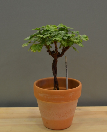 Fringed Apple. Селекционер: Cat. Deerwood USA 1993