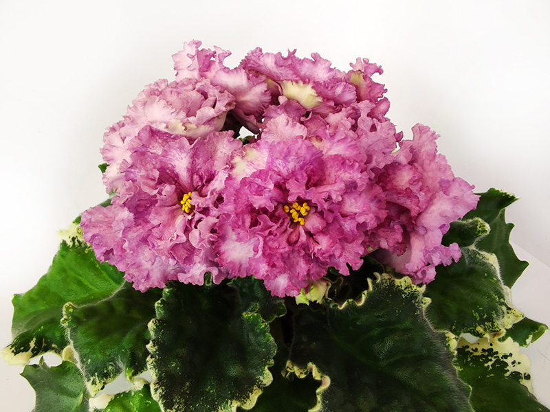 МТ-Vintage Rose.jpg