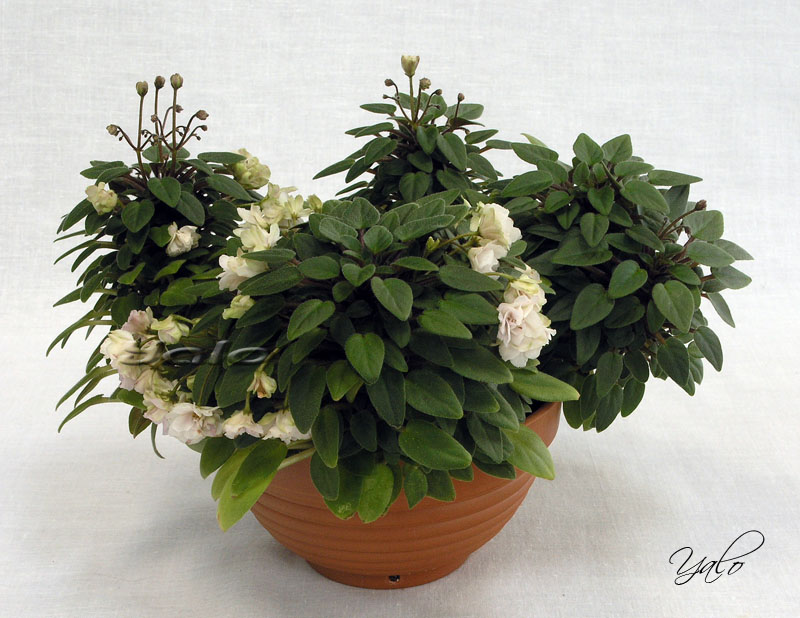 2 место – Pink Mint (S. Sorano), колл. Е. Морозова