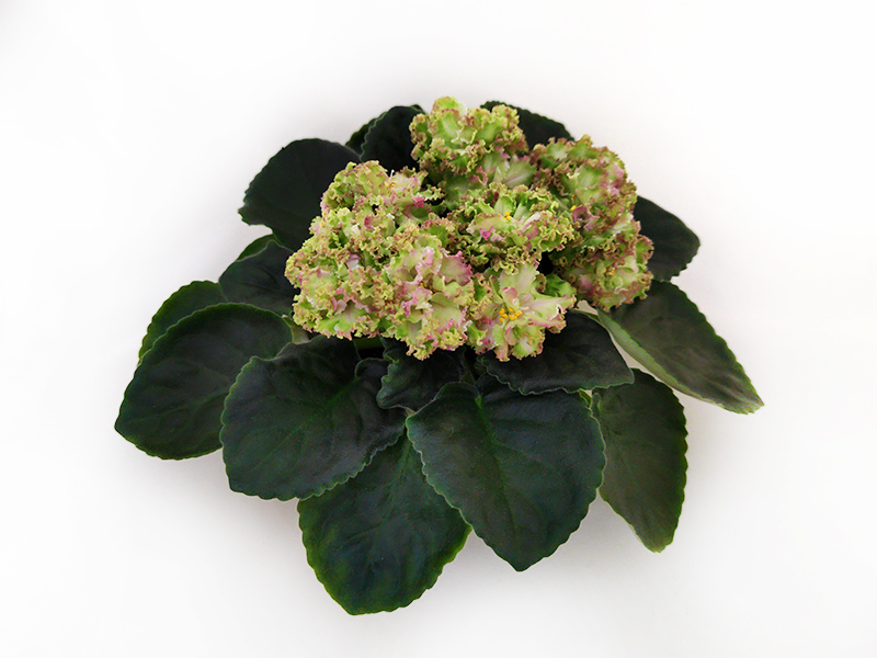 2.ЕК-Весёлая Клумба (Е.Коршунова). Е.Галицкая.jpg