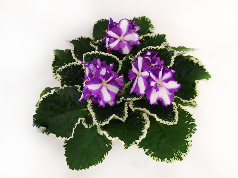 1.Victorian Ribbons (S. Sorano). О.Стуленкова.jpg