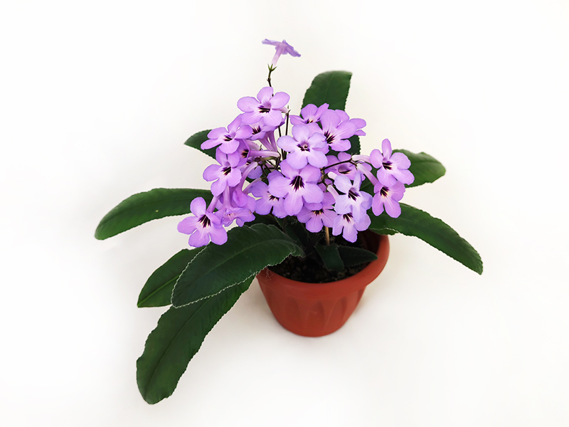1.Haru No Yoi (T.Okuto)  Н.Дорофеев.jpg
