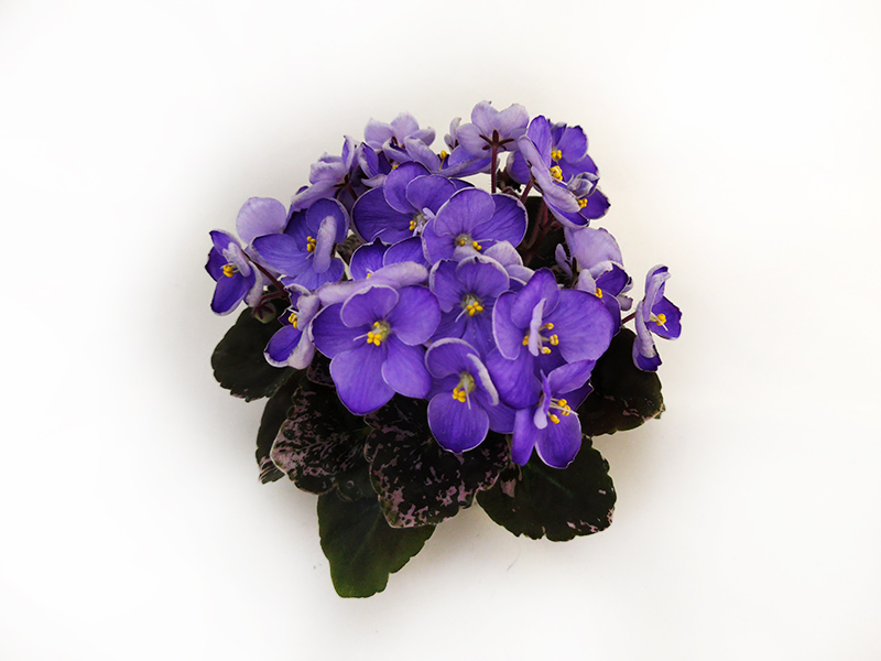 1.Vi-Purple Galaxy (И.Виблая). Т.Клещукова.jpg